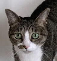 고양이를 보호하기 위해 주인이 평소에 해두어야 할 세 가지