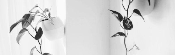 스킨답서스 키우는법: 물주기