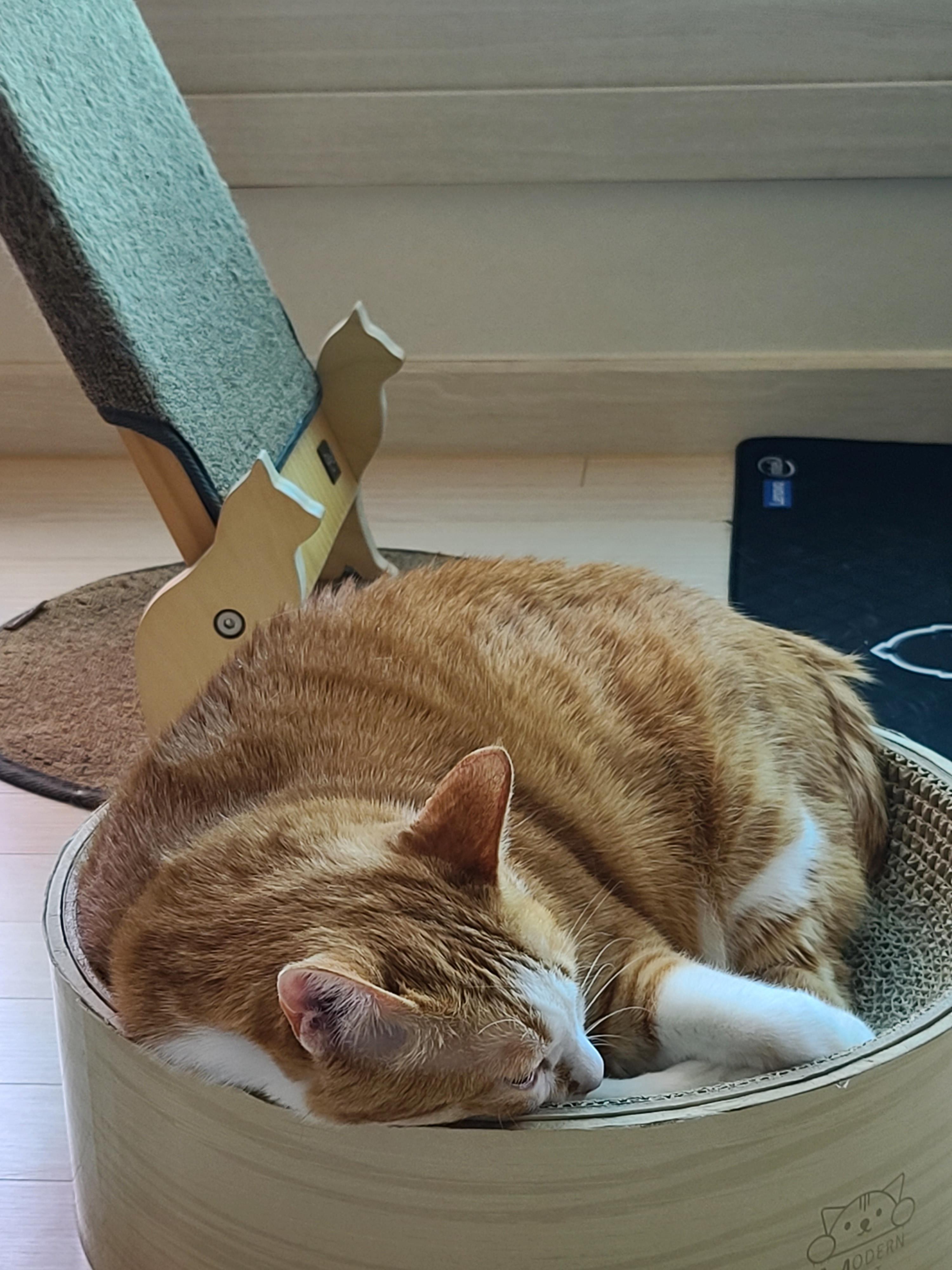 너무 귀여운 치즈냥이 호야. 심약하신 분들 주의! 너무 귀여워 심장에 무리를 줄수 있음.