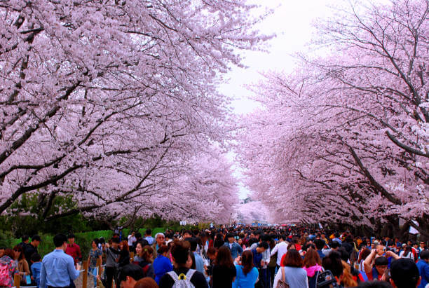 2025 진해 군항제 완벽 가이드