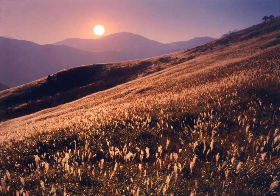 영남알프스 사자평고원 억새