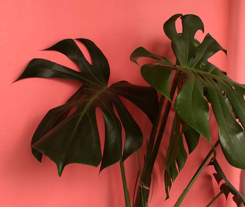 핫 핑크색에 몬스테라가 장식되어있는 미루네 발코니 한켠