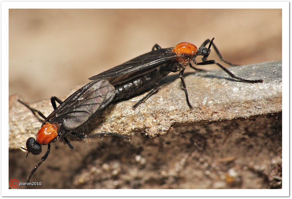 러브버그관련주