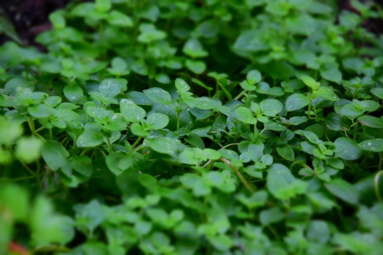 인진쑥과 간 해독 작용 – 현대 해독주스 및 디톡스 식품 활용