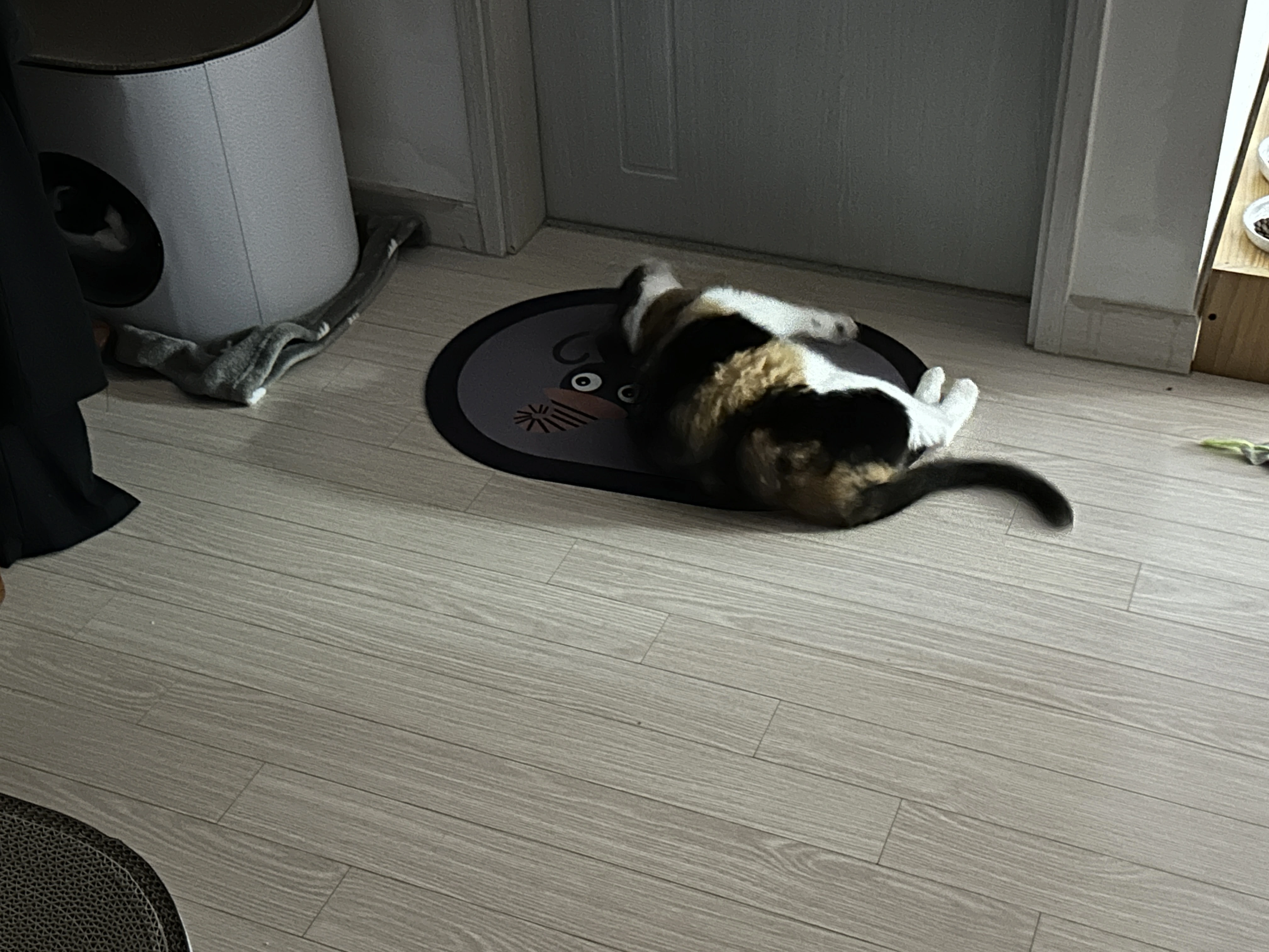 규조토_위에서_신나게_발라당_중인_삼색이고양이_다다