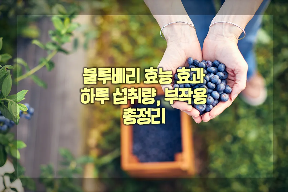블루베리 효능 효과 하루 섭취량 부작용