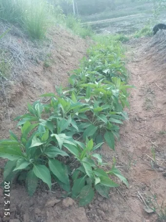 돼지감자 재배 종구 선택 배수로 만들기 수확 건조_11