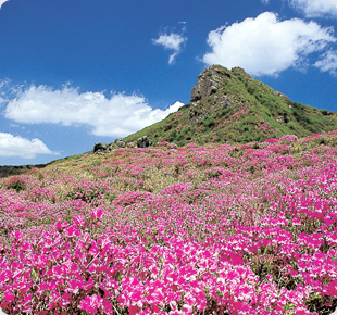 황매산 철쭉