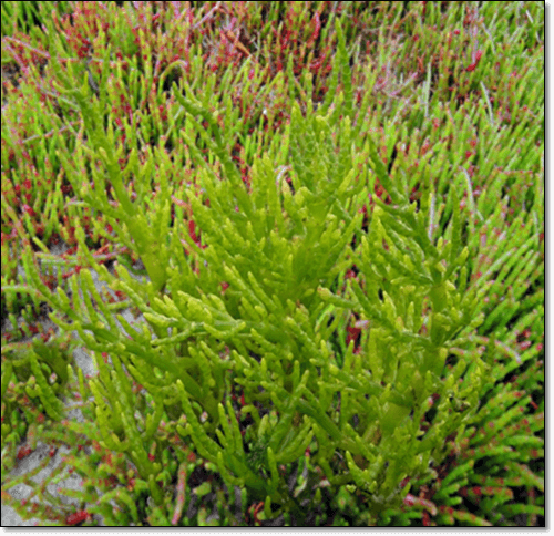 영양이 풍부한 함초 효능