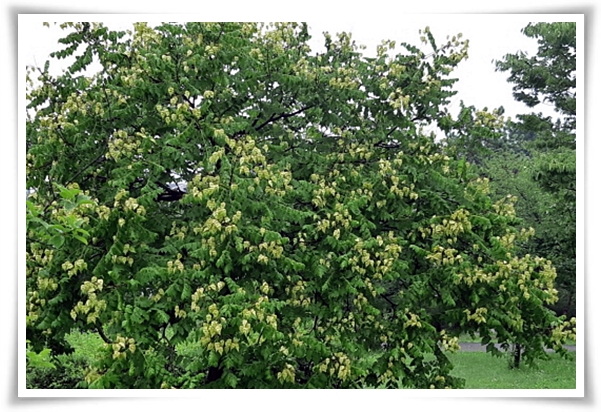 화초 "모감주나무" 황금빛 비를 내리는 신비로운, 꽃보다 열매가 예쁜 나무!