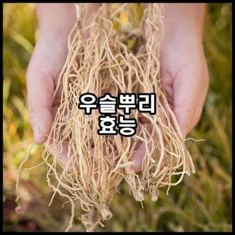 우슬뿌리 효능 부작용 먹는법 건강 활용 팁_9