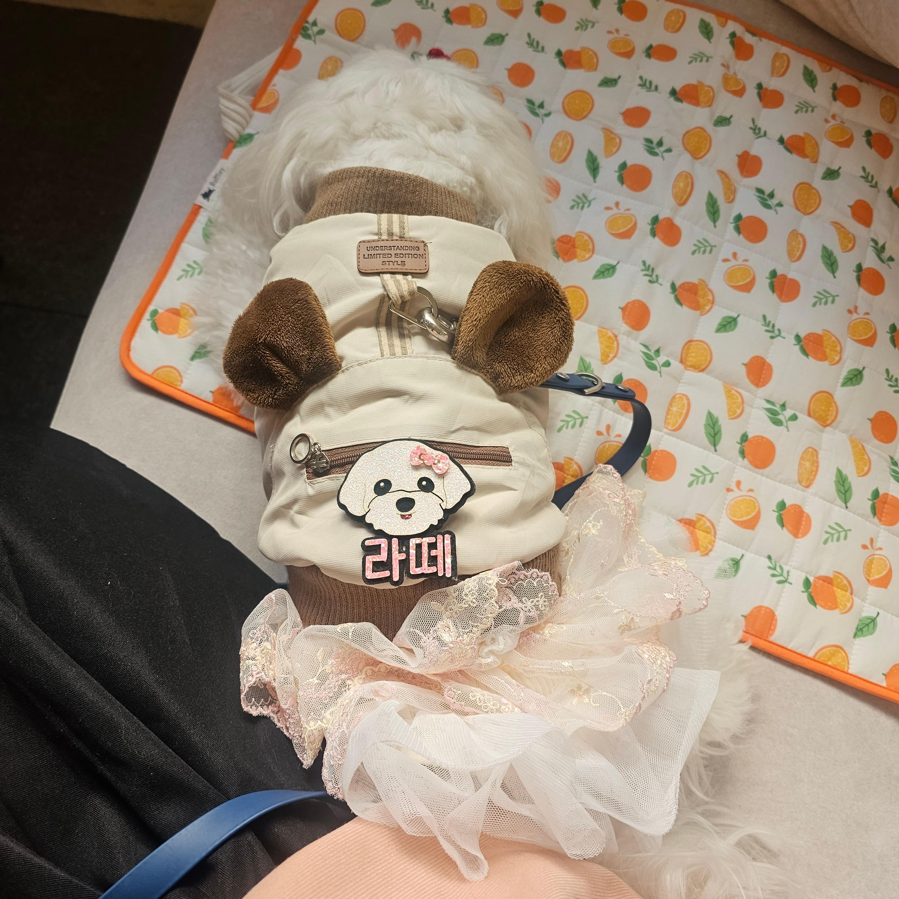 반려견 동반 가능 카페 &lsquo;모디피(modify)&rsquo;