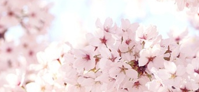 여의도 벚꽃축제 일정