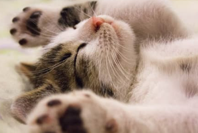 고양이 꿈해몽 풀이