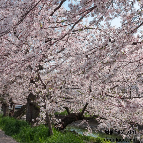 벚꽃 개화 시기 2025 인천 벚꽃 구경 볼만한 곳
