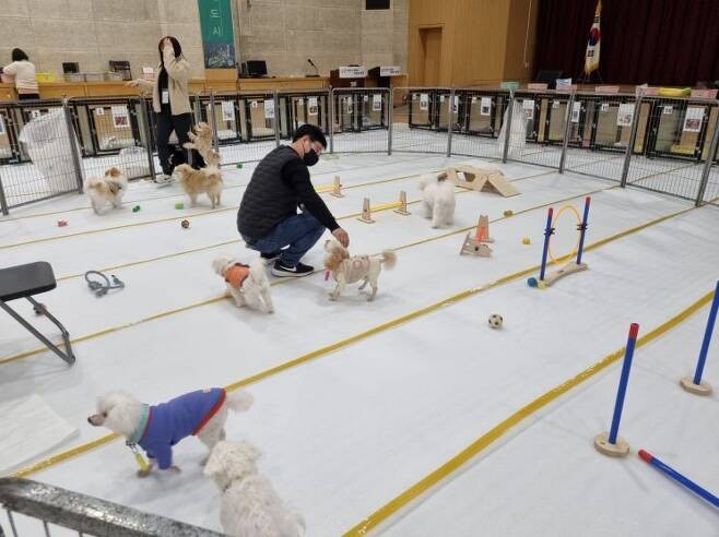 반려견 돌봄 쉼터