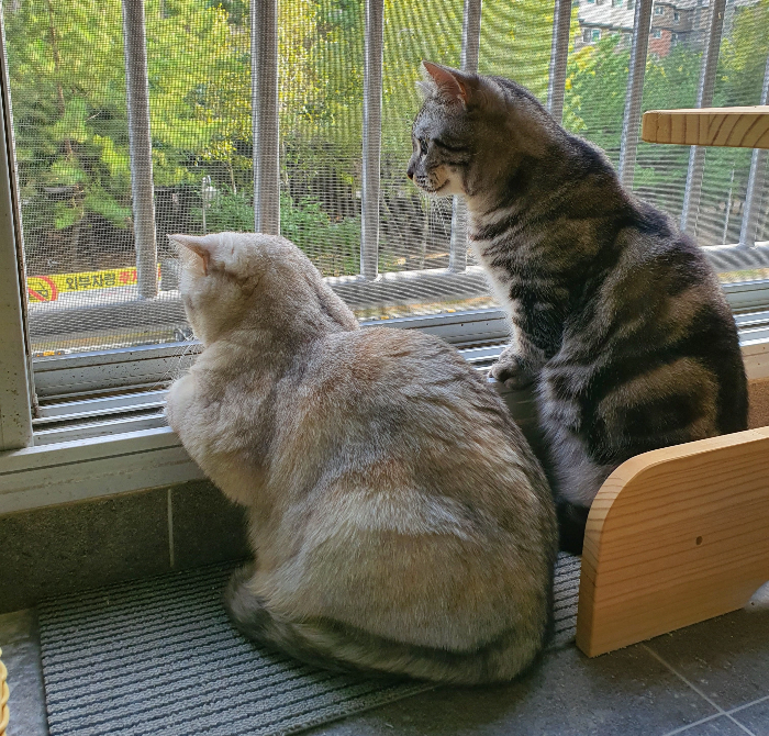 다묘가정을 위한 필수 환경세팅 체크리스트