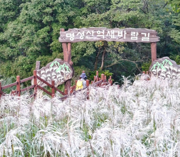 포천 산정호수 명성산 억세꽃축재