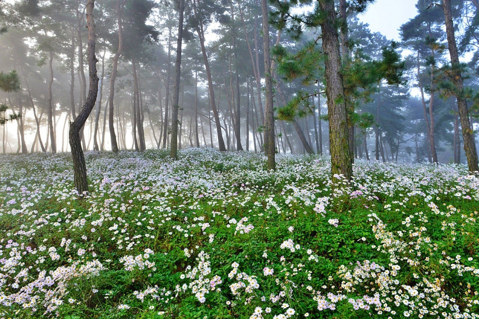 정읍 구절초 꽃축제