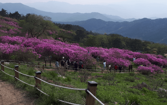 철쭉 축제 하는 곳