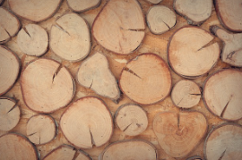 유성 행사 : 나무야 놀자 목재 체험행사