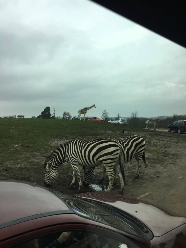 영국 사파리 동물원