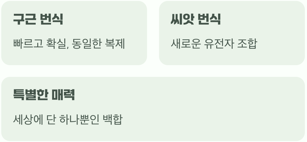 왜 구근이 아닌 씨앗일까?