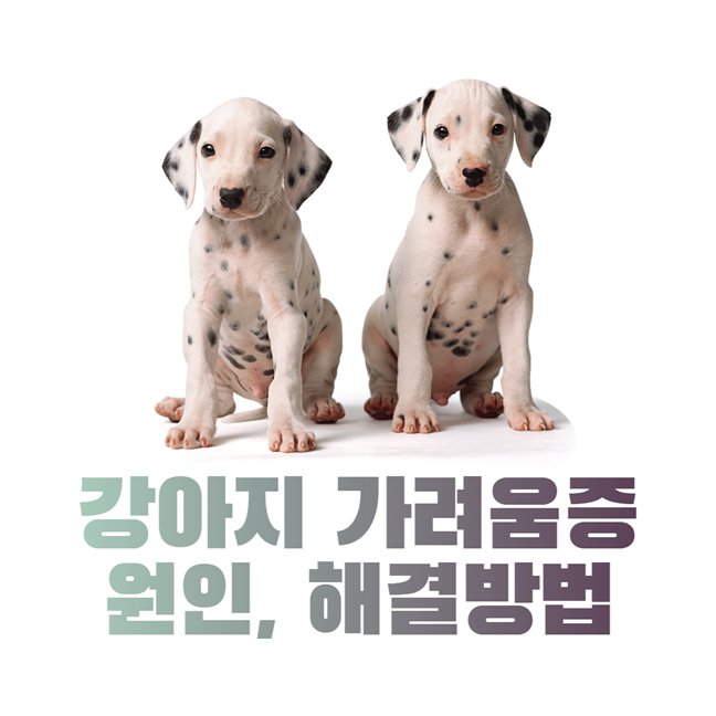 강아지 가려움증