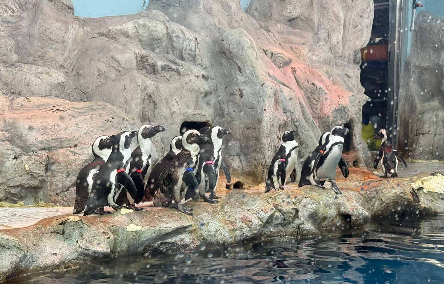 여수아쿠아플라넷-펭귄관찰및설명