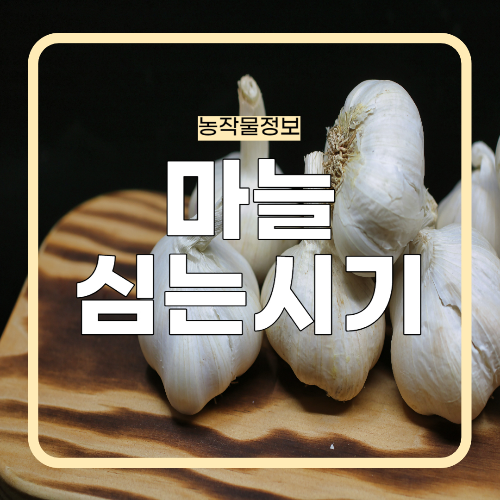 마늘심는시기