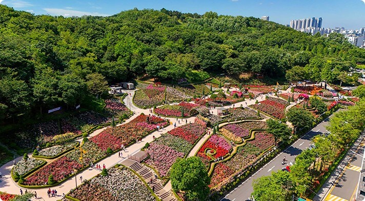 2025년부천백만송이장미원장미축제사진