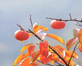 청도 반시축제_10