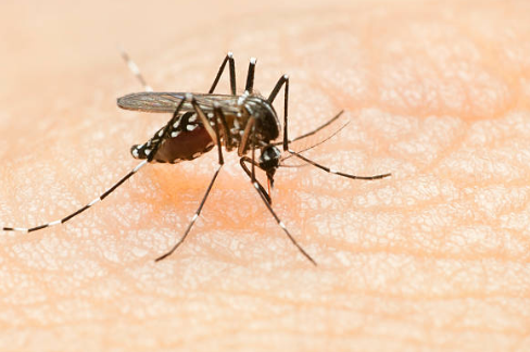 말라리아 증상, 예방접종, 모기 총정리 (2024ver)