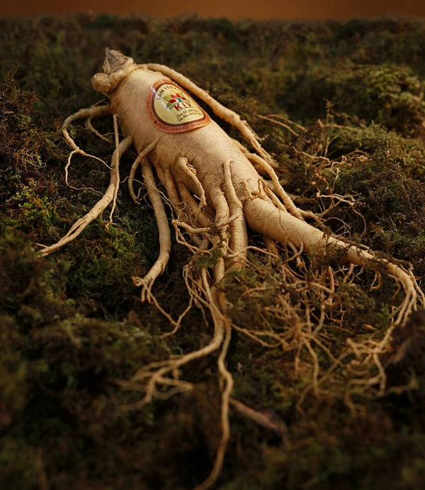 홍삼은 진짜 효과가 있나요? 과학적 근거와 오해 바로 알기