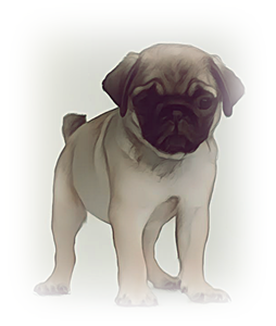 안녕soni