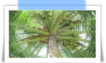 자보티카바 효능