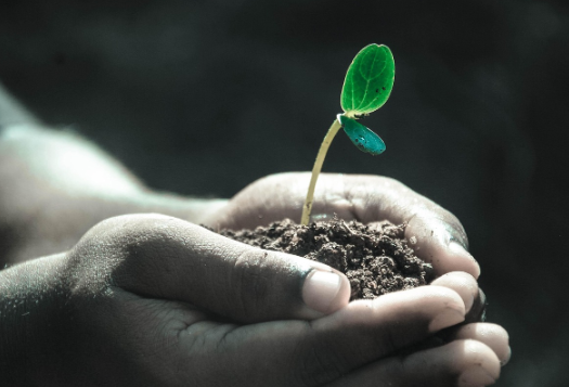 하루 한 끼 직접 재배한 음식 먹기: 작은 화분에서 시작된 슬로우 푸드 경험