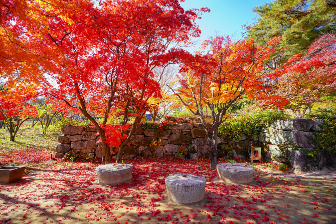 용인 호암미술관 단풍