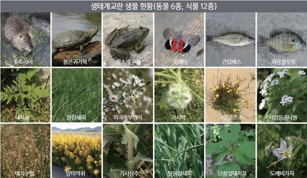 생태계교란생물 주요 현황 사진