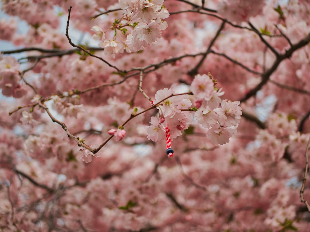 Cherry blossom.