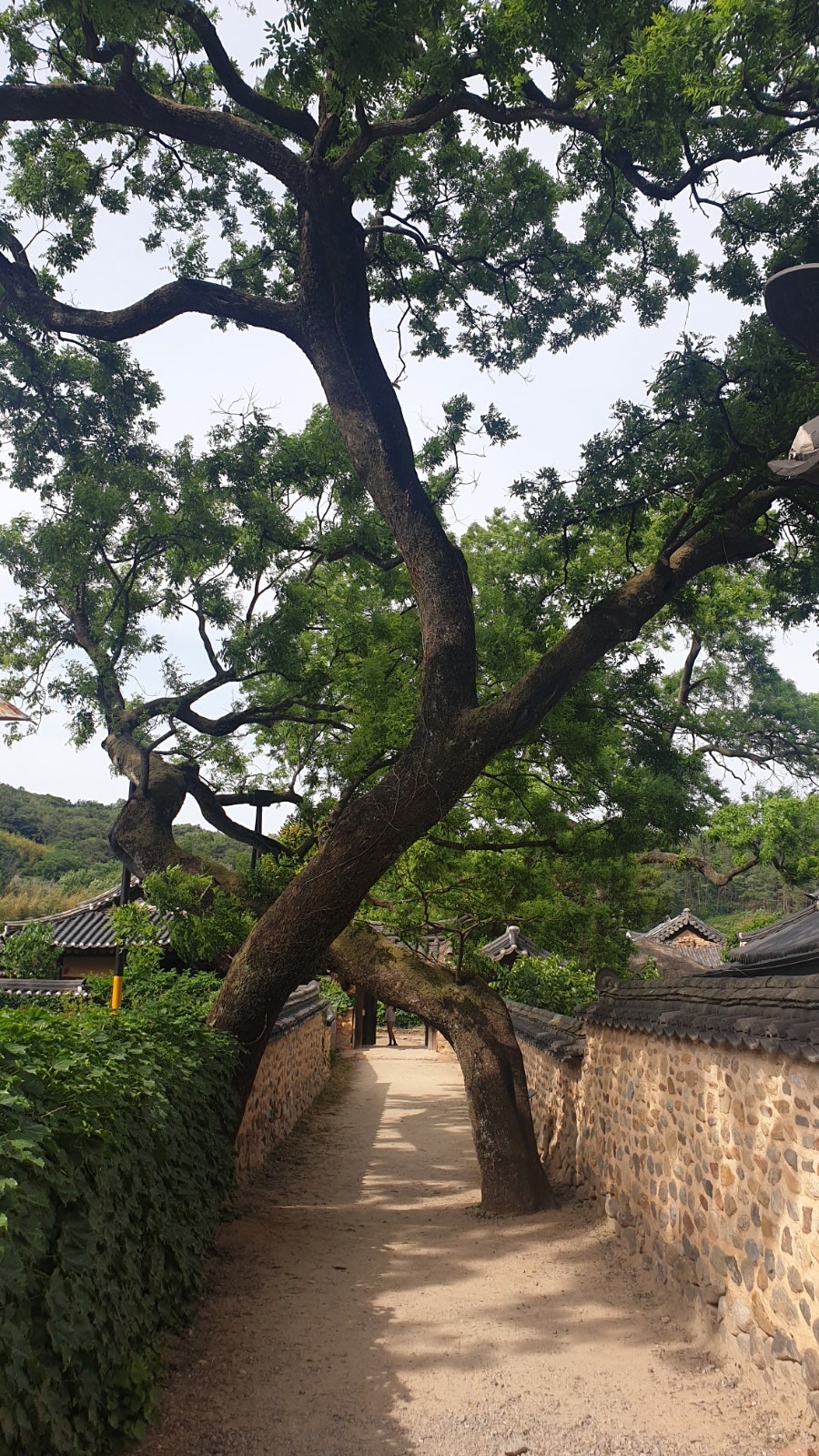 남사예담촌 회화나무