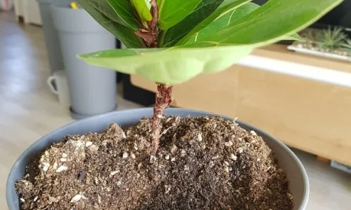 화분 뿌리파리 생기는 원인과 퇴치법 완벽 정리_9