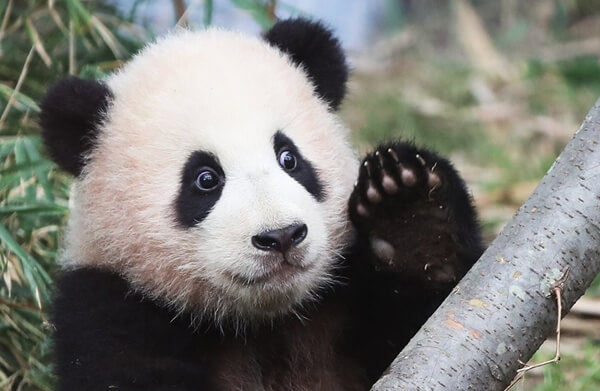 푸바오 중국 반환 마지막 모습 할부지 편지