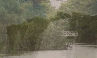 알레르기 배려 저자극실내식물 추천 흙먼지줄이기 수경재배 활용_12