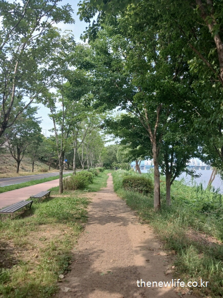 A dirt walking trail by the riverside with benches and trees on both sides &mdash; a natural spot that helps relieve air conditioning sickness symptoms.-벤치와 나무가 양옆에 있는 흙길 강변 산책로 &mdash; 냉방병 증상 완화에 도움이 되는 자연 친화적인 장소입니다.