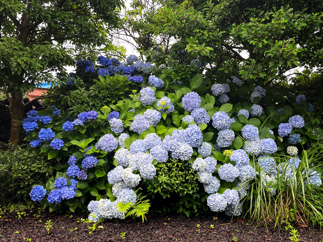 제주 수국의 계절
