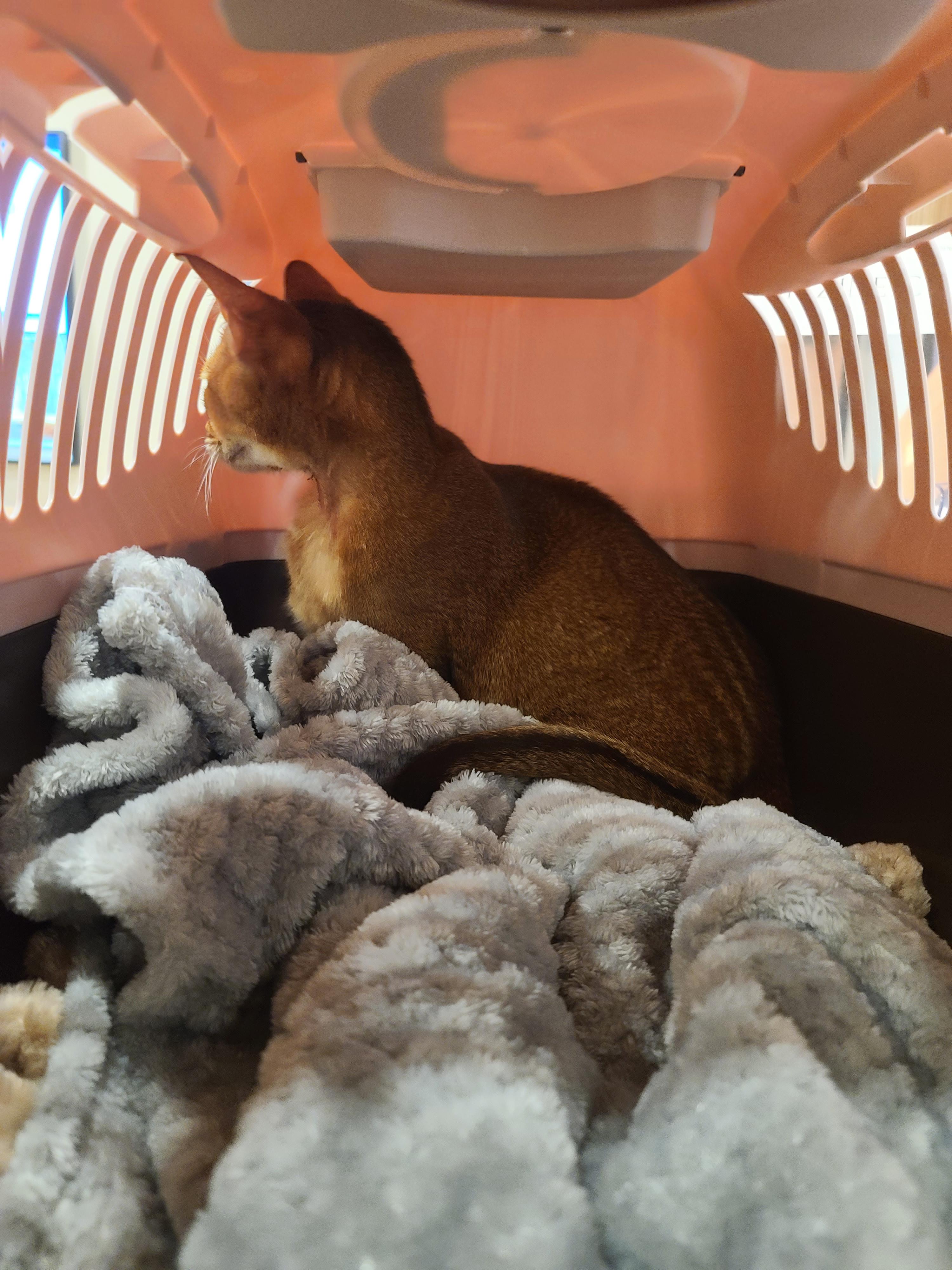 루디는 결국 병원행 ㅠ(feat. 혈액검사 결과)