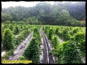 초석잠 재배 씨눈 맞추기 보온 피복 수확 정리_6