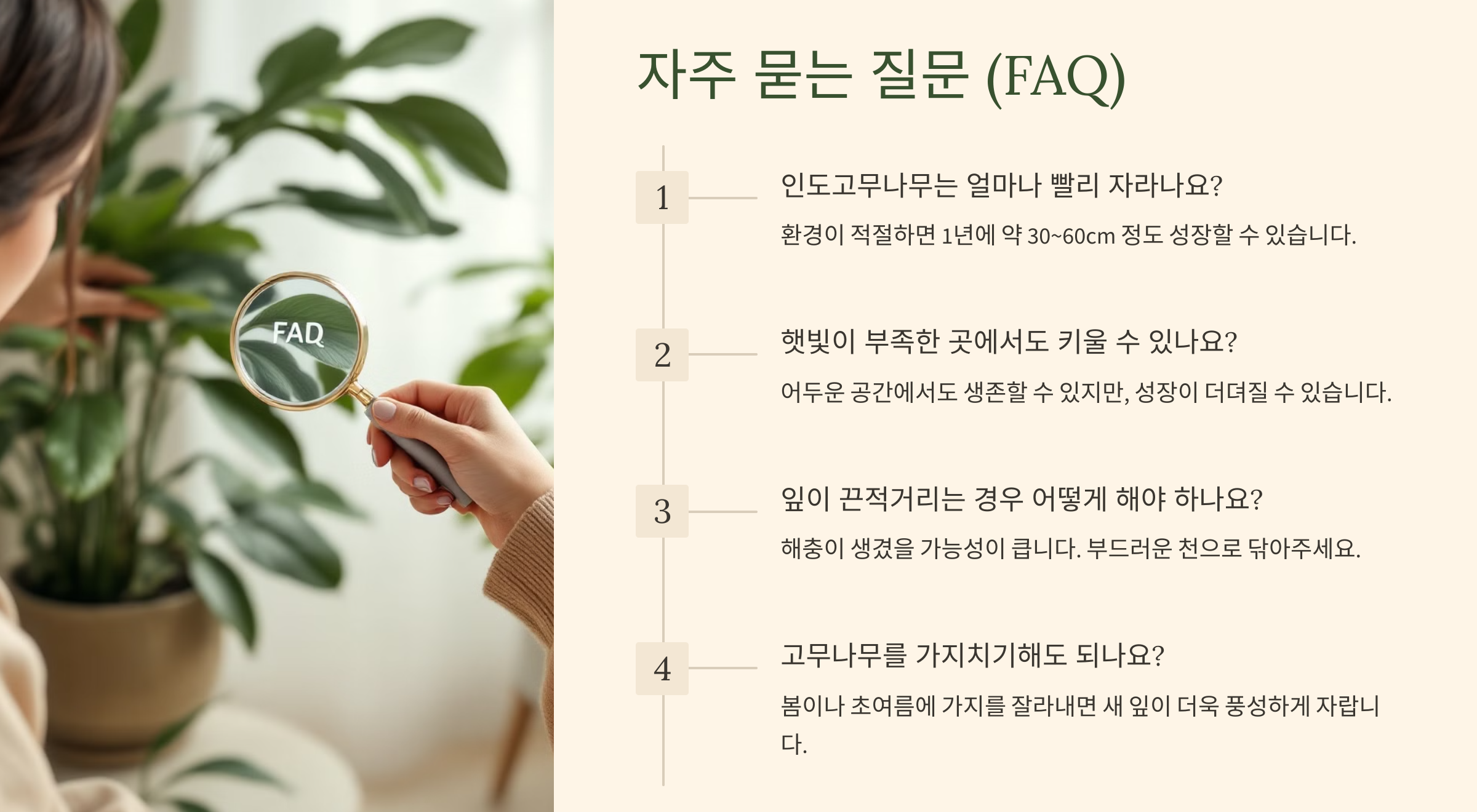 인도고무나무 사진