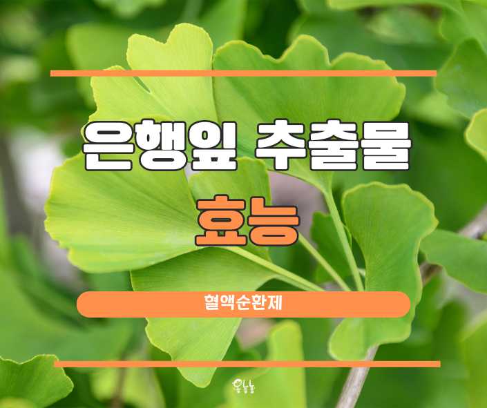 은행잎 추출물 효능